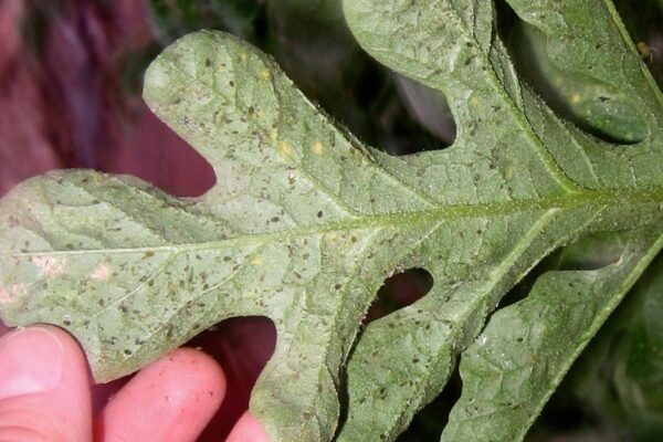 aphids on watermelon leaf