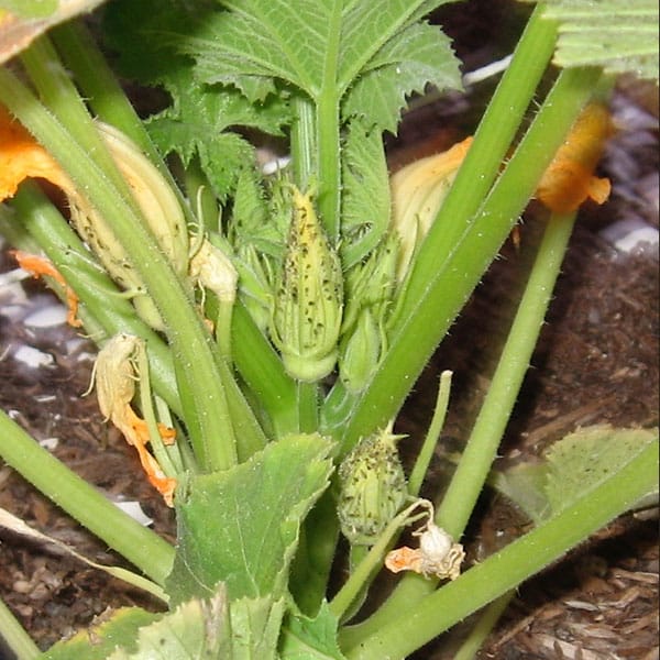 zucchini with aphids