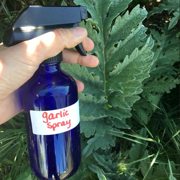 garlic spray on artichokes