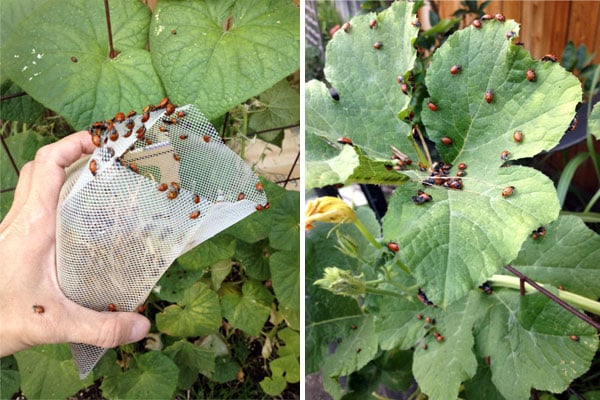 ladybugs on watermelon leaf