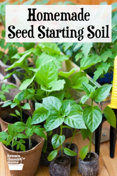 seedlings in homemade seed starting soil