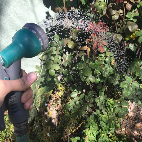 spraying water on roses to get rid of aphids