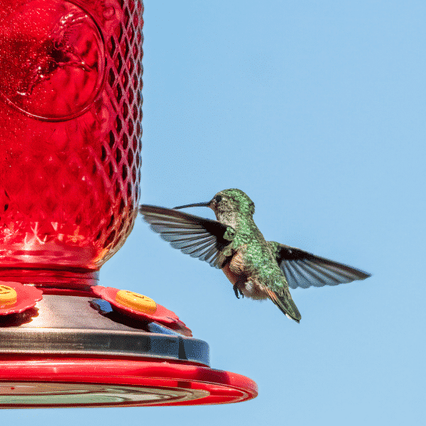 glass hummingbird feeder and hummingbird