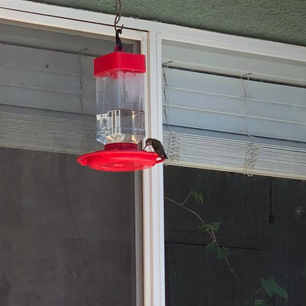 Here’s a review of the most popular hummingbird feeders, and what to look for when buying a hummingbird feeder. 