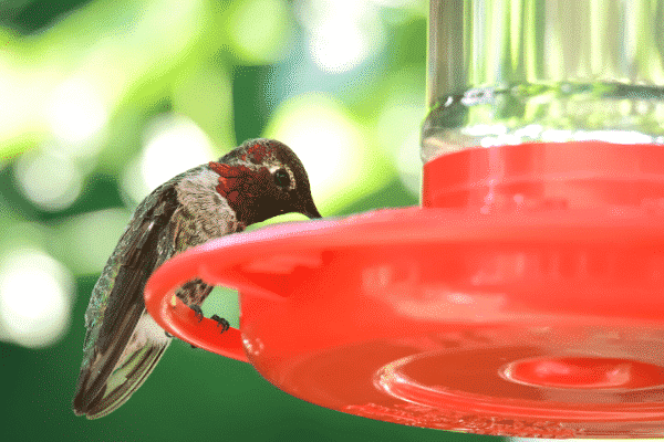 hummingbird at feeder