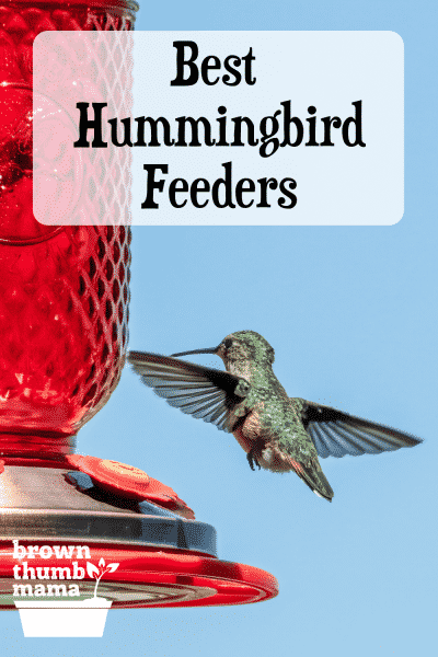 hummingbird at red feeder