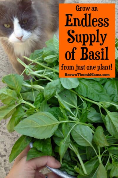You can grow endless amounts of basil from just one plant! Here's the secret to abundant basil.