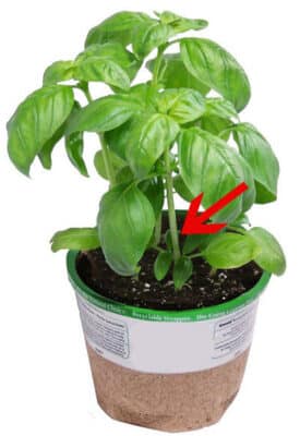 Grow an Endless Supply of Basil From One Plant - Brown Thumb Mama®