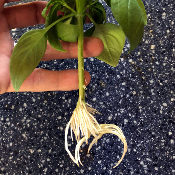 basil cutting with long roots