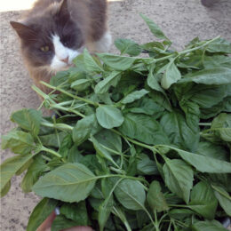 cat looking at large bowl of basil leaves