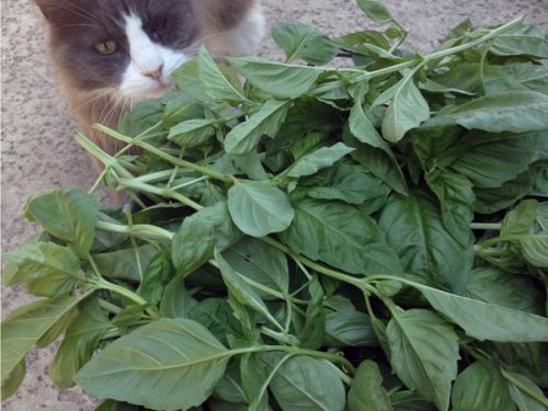 You can grow endless amounts of basil from just one plant! Here's the secret to abundant basil.