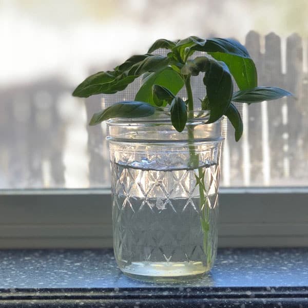 basil cutting in jar of water