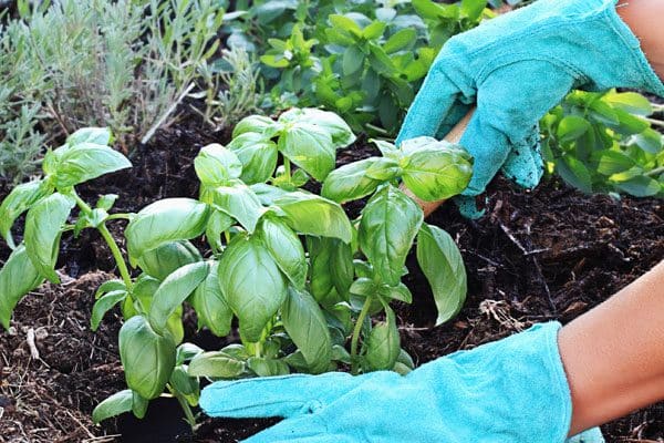 hands wearing gardening gloves planting basil
