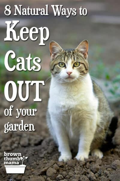 cat sitting on garden soil