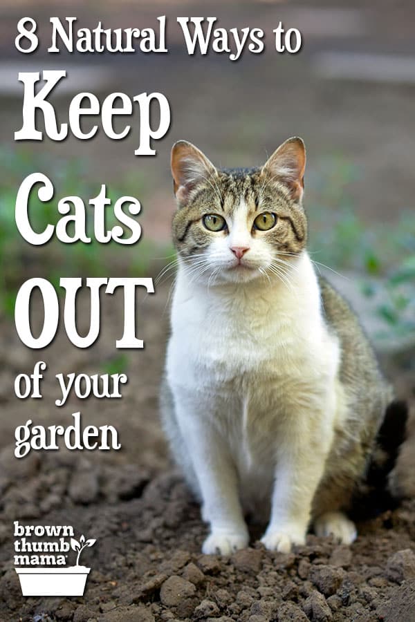 8 Natural Ways to Keep Cats out of Your Garden Brown Thumb Mama®