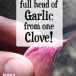 single clove of garlic