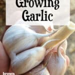 head of garlic ready to plant