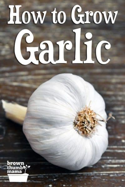 head of garlic on wood table