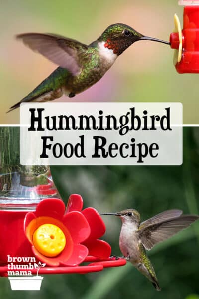 hummingbirds drinking from feeders