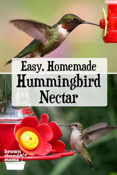 hummingbirds drinking from feeders