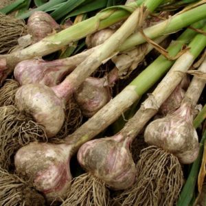 large garlic plants after harvest