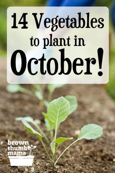 broccoli seedlings in the garden