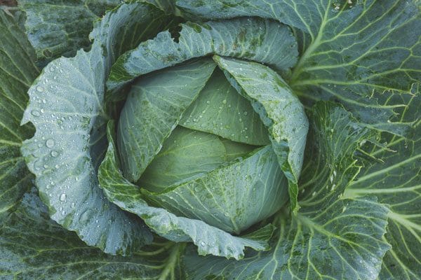 Brrr! It’s cold outside, but these veggies are up to the task. Plant these 10 vegetables in February and you’ll enjoy fresh food from your garden in no time!