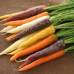 purple, yellow, white, orange carrots on burlap