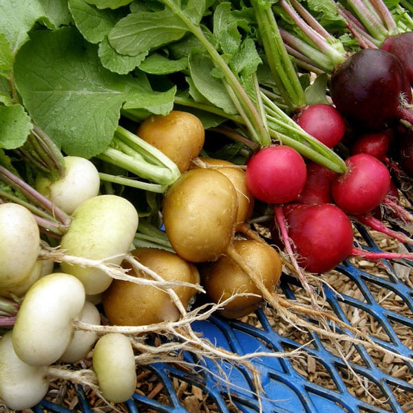 15 Vegetables To Plant In November Zone 9 Brown Thumb Mama 15 Vegetables To Plant In November Zone 9 Brown Thumb Mama