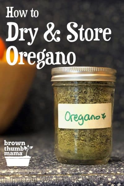 It's easy to dry oregano from your garden. Once you've dehydrated oregano, you can add its delicious flavor to your spaghetti sauce, meatballs, soups, and more.