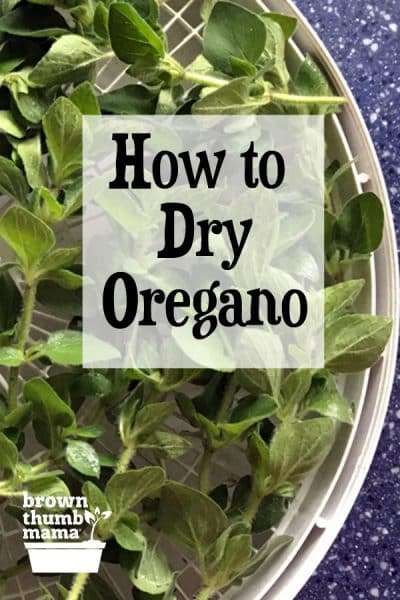 It's easy to dry oregano from your garden. Once you've dehydrated oregano, you can add its delicious flavor to your spaghetti sauce, meatballs, soups, and more.