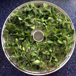 top view of dehydrator full of oregano leaves