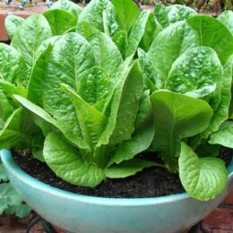 sweetie baby romaine lettuce growing in a blue pot