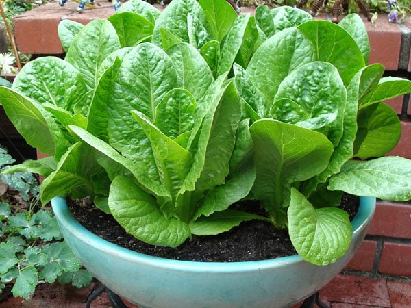 sweetie baby romaine lettuce in pot