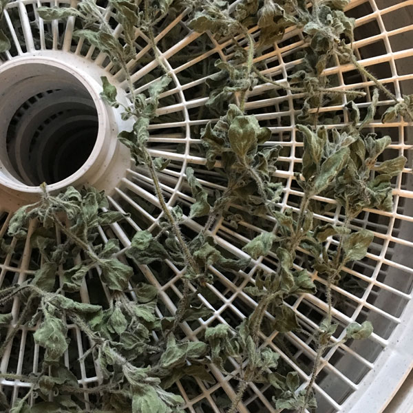 It's easy to dry oregano from your garden. Once you've dehydrated oregano, you can add its delicious flavor to your spaghetti sauce, meatballs, soups, and more.