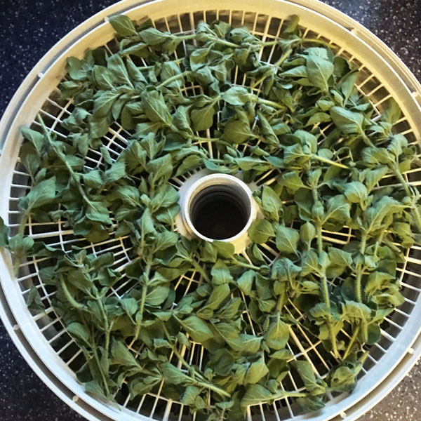 It's easy to dry oregano from your garden. Once you've dehydrated oregano, you can add its delicious flavor to your spaghetti sauce, meatballs, soups, and more.