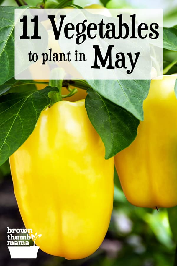 11 Vegetables to Plant in May {Zone 9} Brown Thumb Mama®