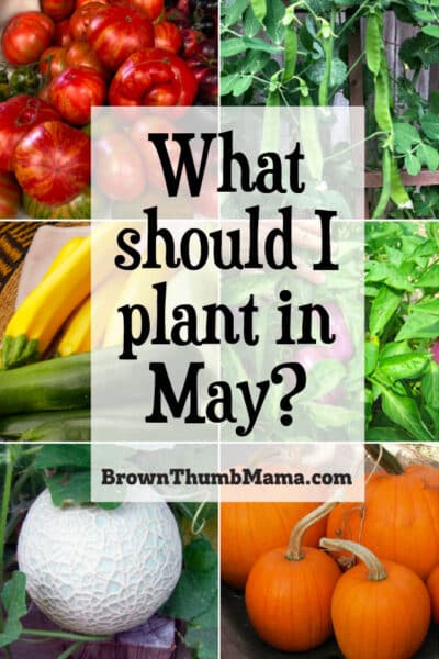 Vegetables to Plant in May