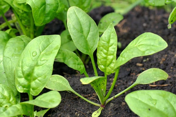 baby spinach plants in garden