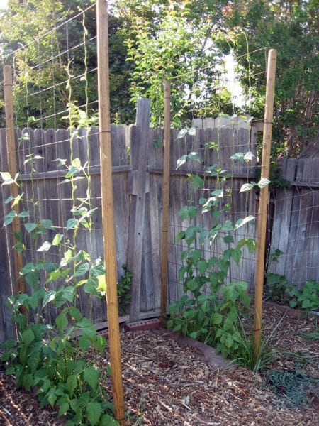 green beans growing up trellis next to fence