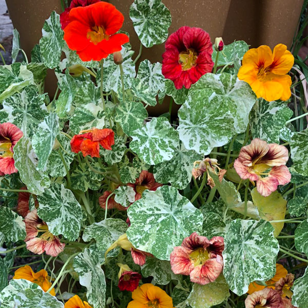 orange and red nasturtium with green and white variegated leaves