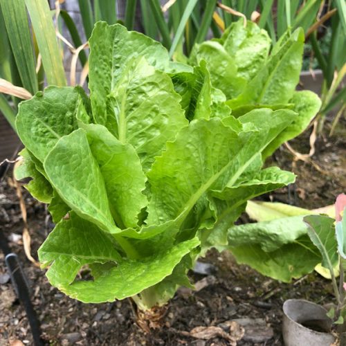 How To Plant And Grow Romaine Lettuce Brown Thumb Mama®