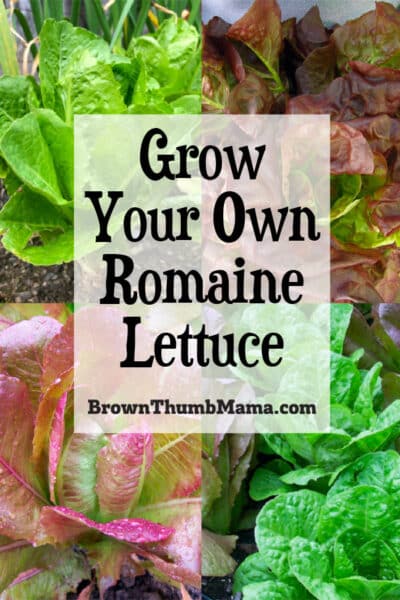 red and green romaine lettuce