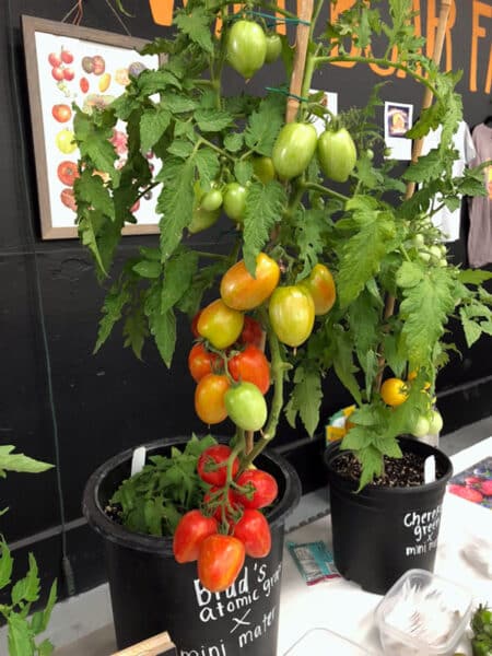 ripe tomatoes growing on trellis