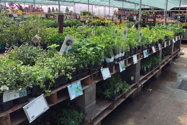 rows of herbs at the garden center