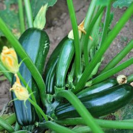 zucchini plant with 5 large zucchini on it