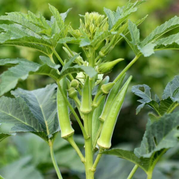 okra in garden