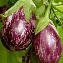 eggplant growing in garden