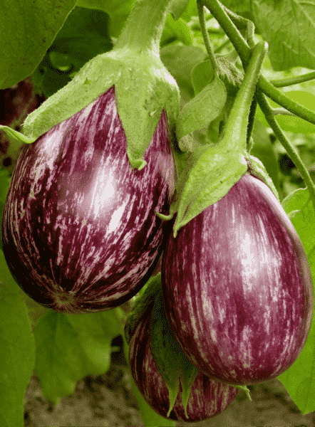 eggplant growing in garden