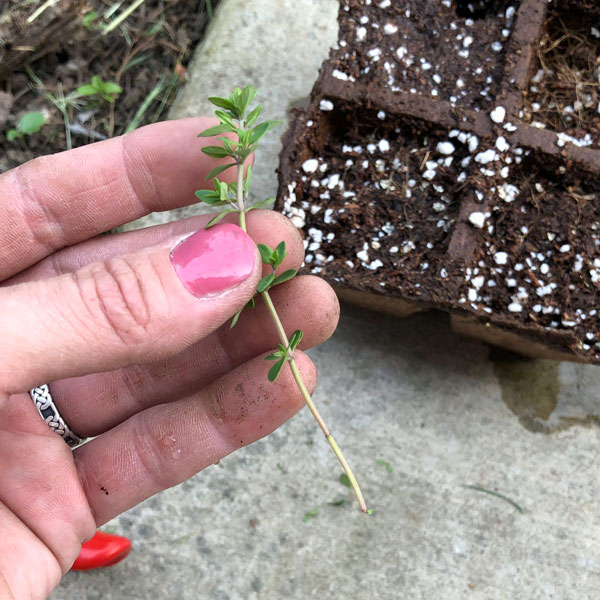 growing thyme from cuttings